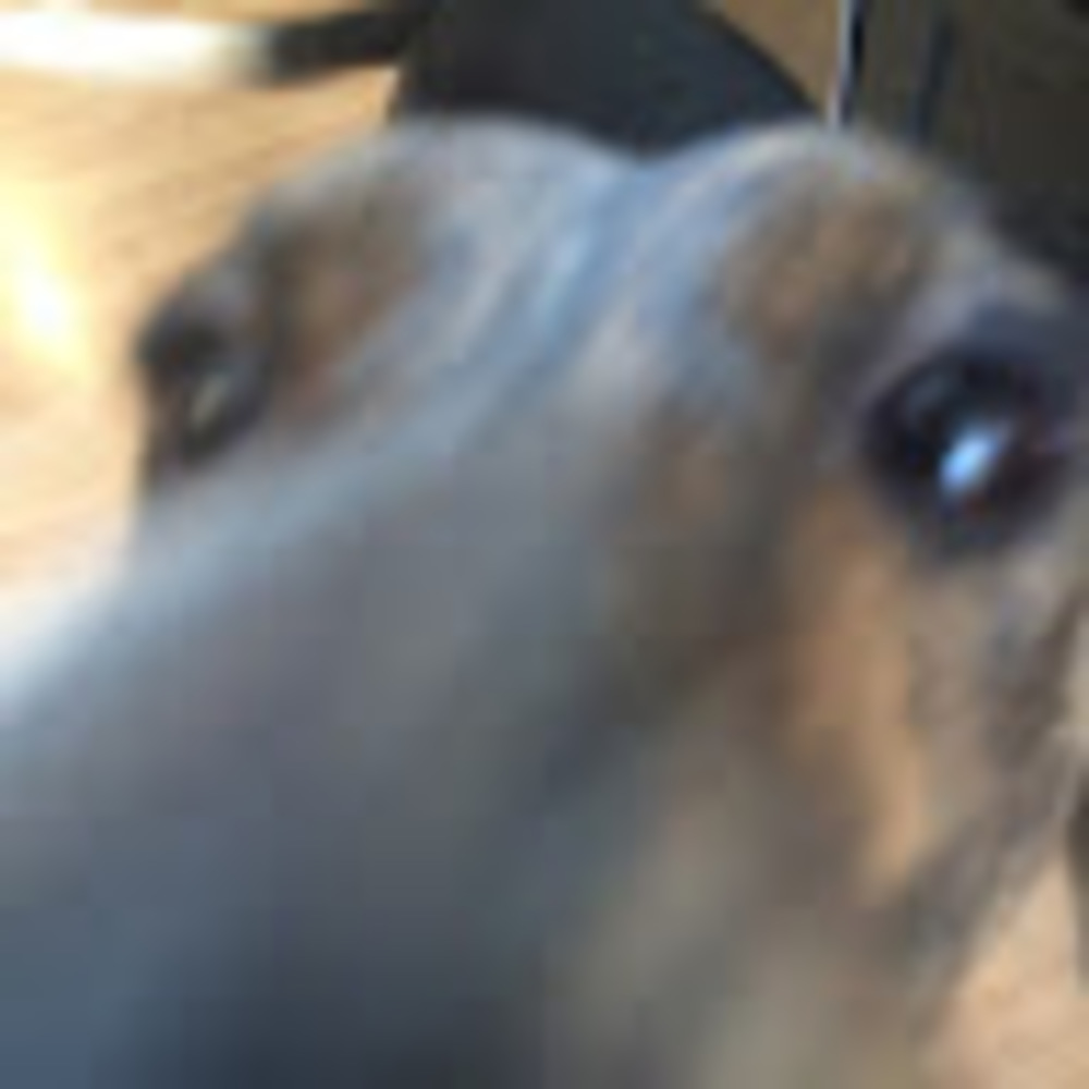 Meet your Posher, Sophie